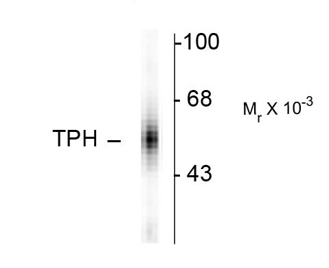 Western blot of human dorsal Raphe nucleus showing specifc immunolabeling of the ~55k tryptophan hydroxylase protein.