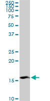 RPS23 monoclonal antibody (M02), clone 1E3. Western Blot analysis of RPS23 expression in Raw 264.7((Cat # AT3715a )