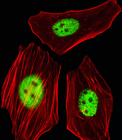 Fluorescent image of HeLa cells stained with AGAP8 Antibody (C-term)(Cat#AP20603c). AP20603c was diluted at 1:25 dilution. An Alexa Fluor 488-conjugated goat anti-rabbit lgG at 1:400 dilution was used as the secondary antibody (green). Cytoplasmic actin was counterstained with Alexa Fluor® 555 conjugated with Phalloidin (red).