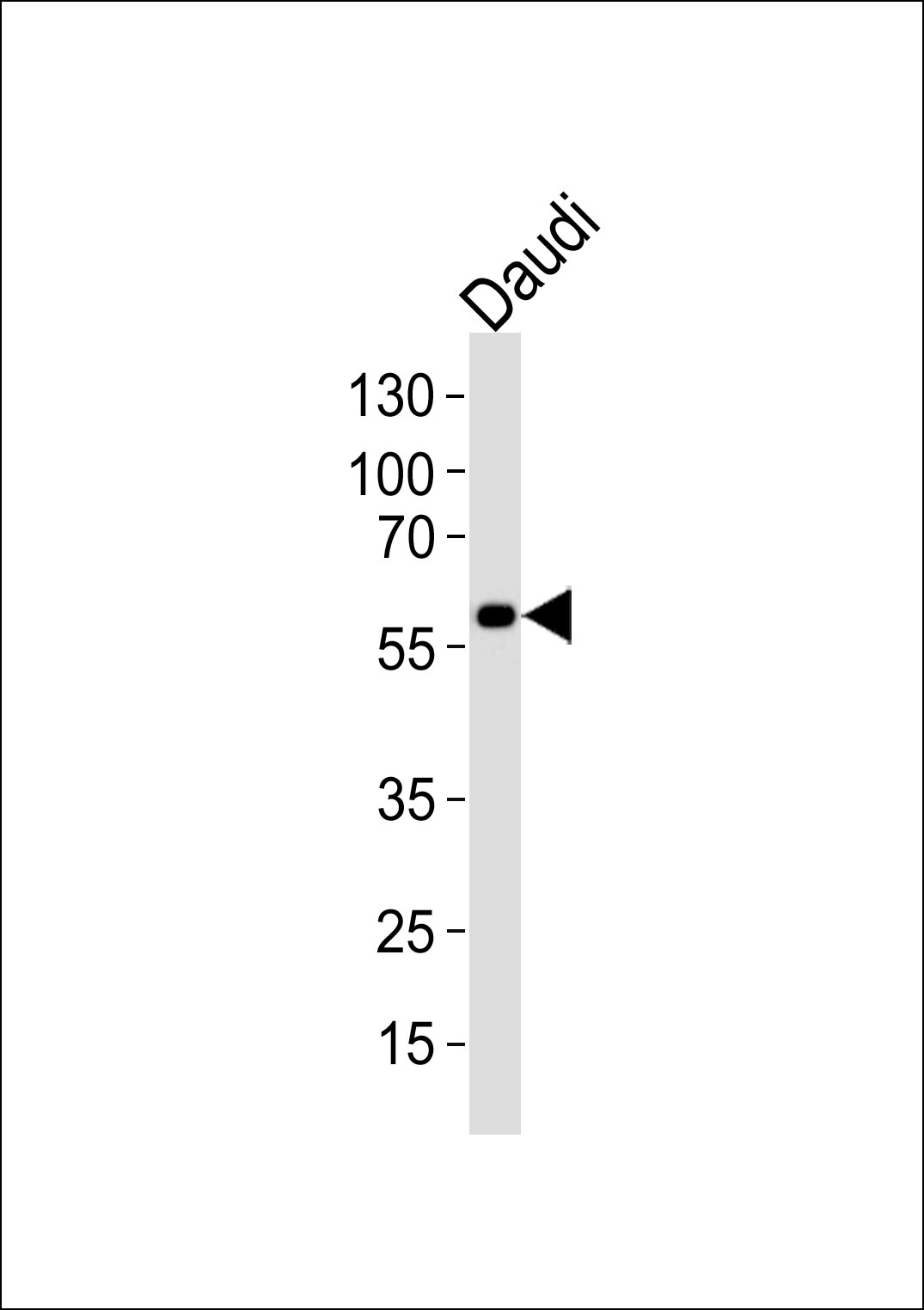 Western blot analysis of lysate from Daudi cell line, using CHRNA9 Antibody (N-term)(Cat. #AP20598a). AP20598a was diluted at 1:1000. A goat anti-rabbit IgG H&L(HRP) at 1:5000 dilution was used as the secondary antibody. Lysate at 35ug.