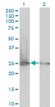 Western Blot analysis of RPL19 expression in transfected 293T cell line by RPL19 monoclonal antibody (M01), clone 3H4.Lane 1: RPL19 transfected lysate (Predicted MW: 23.5 KDa).Lane 2: Non-transfected lysate.