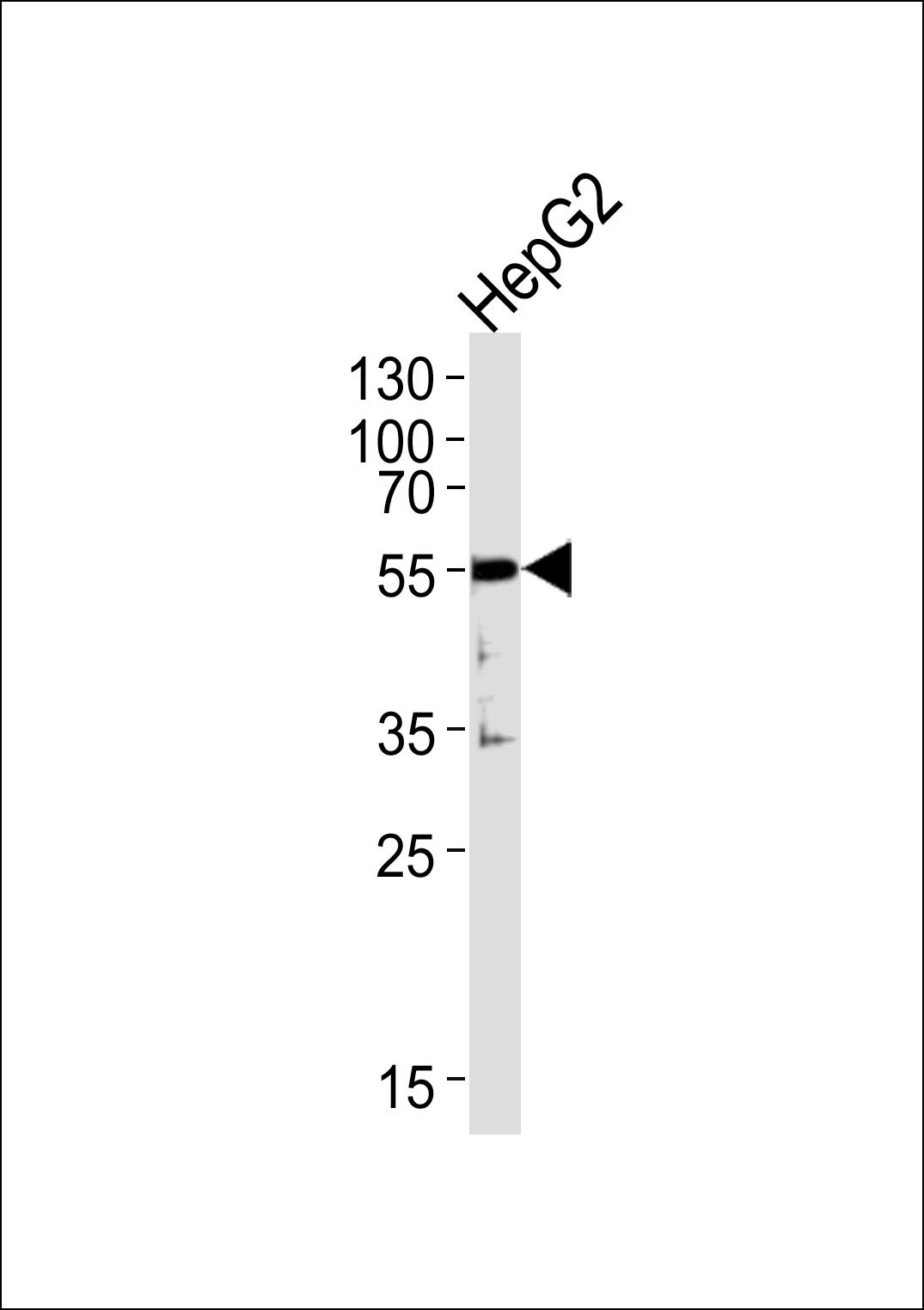 Western blot analysis of lysates from HepG2 cell line ,using SHC3_HUMAN(C18734). C18734 was diluted at 1:1000. A goat anti-rabbit IgG H&L(HRP) at 1:5000 dilution was used as the secondary antibody.Lysates at 35ug.