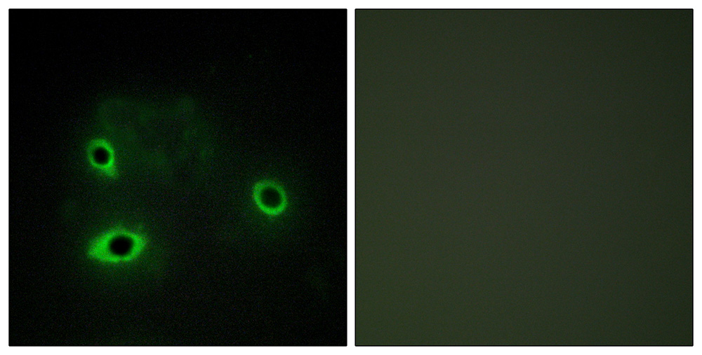 Immunofluorescence analysis of COS7 cells, using COX42 antibody.