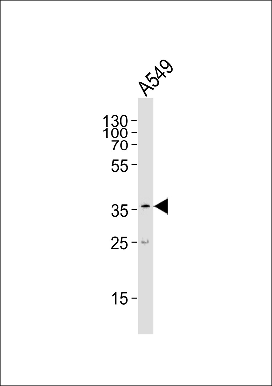 Western blot analysis of lysate from A549 cell line,using PRDM12 Antibody(AP50619). AP50619 was diluted at 1:1000. A goat anti-rabbit IgG H&L(HRP) at 1:5000 dilution was used as the secondary antibody.Lysate at 35ug.