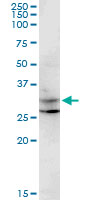CENPP monoclonal antibody (M07), clone 3G8. Western Blot analysis of CENPP expression in K-562.