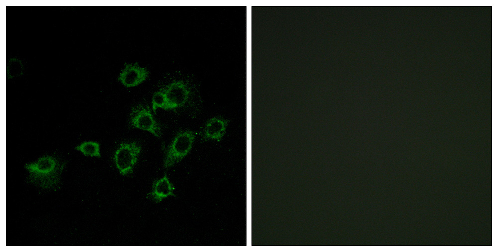 Immunofluorescence analysis of A549 cells, using LILRA1 antibody.