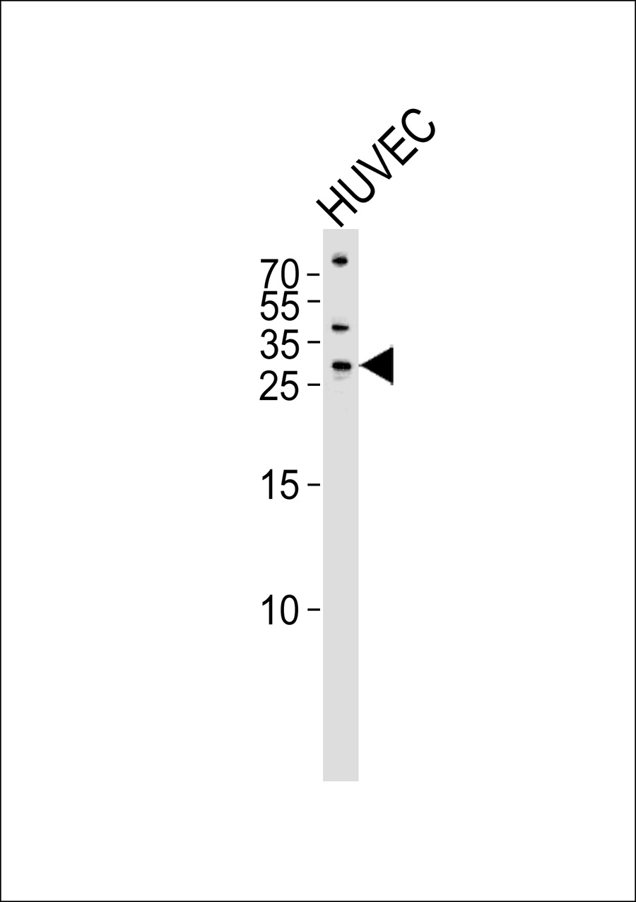Western blot analysis of lysate from HUVEC cell line,using SIX6 Antibody(AP50710). AP50710 was diluted at 1:1000. A goat anti-rabbit IgG H&L(HRP) at 1:5000 dilution was used as the secondary antibody.Lysate at 35ug.