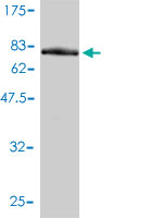 Antibody Reactive Against Recombinant Protein.Western Blot detection against Immunogen (78.1 KDa) .