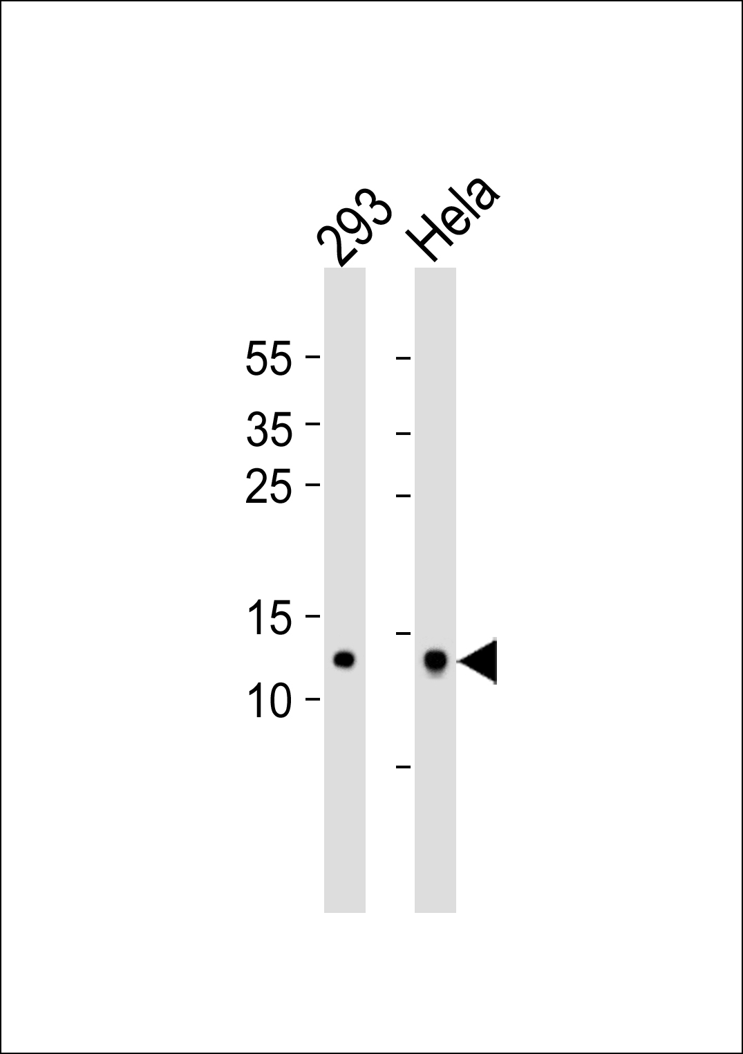Western blot analysis of lysates from 293,Hela cell line (from left to right),using MRPL14 Antibody(AP50783). AP50783 was diluted at 1:1000 at each lane. A goat anti-rabbit IgG H&L(HRP) at 1:5000 dilution was used as the secondary antibody.Lysates at 35ug per lane.