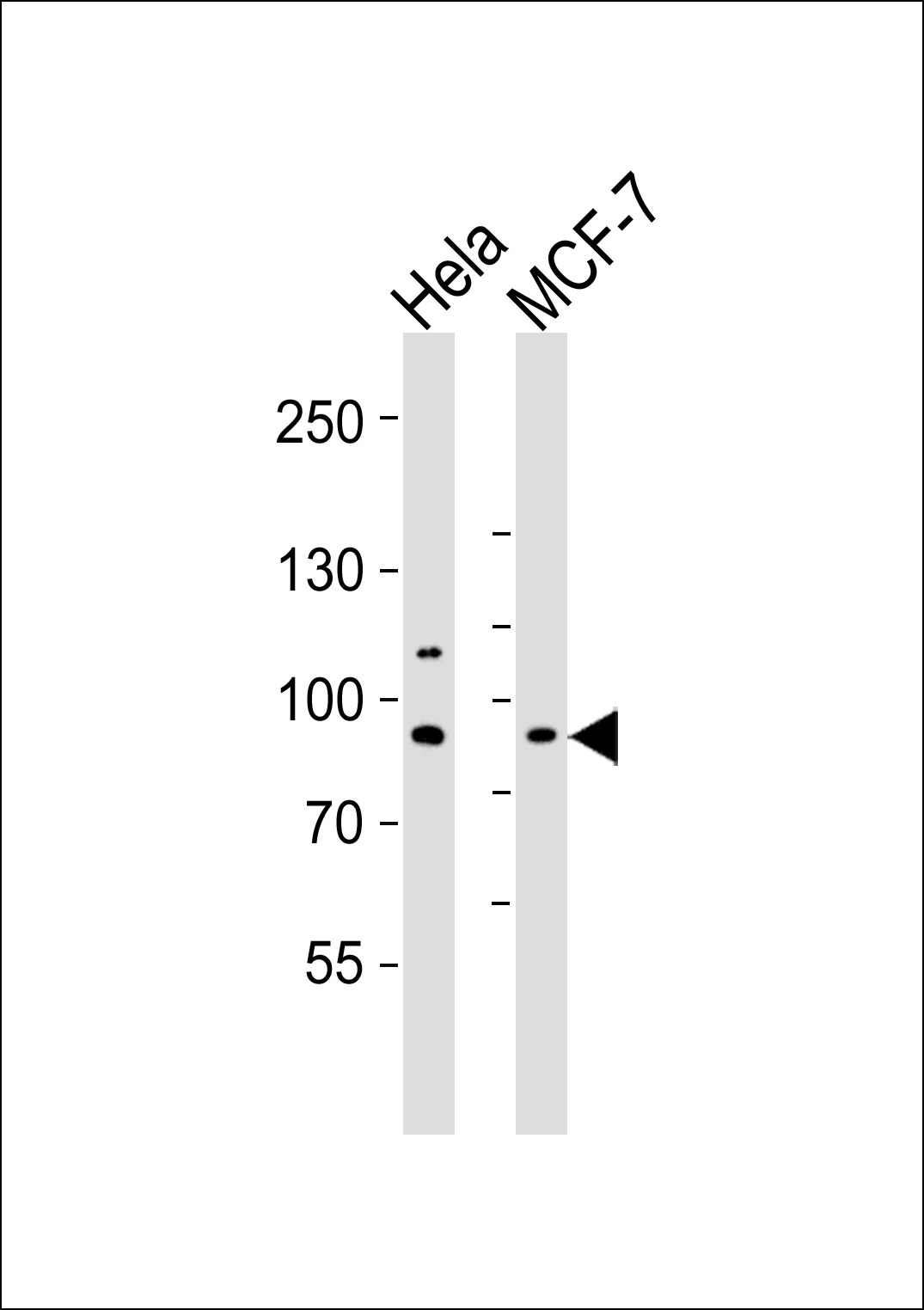 Western blot analysis of lysates from Hela,MCF-7 cell line (from left to right),using TAF5 Antibody(AP50771). AP50771 was diluted at 1:1000 at each lane. A goat anti-rabbit IgG H&L(HRP) at 1:5000 dilution was used as the secondary antibody.Lysates at 35ug per lane.