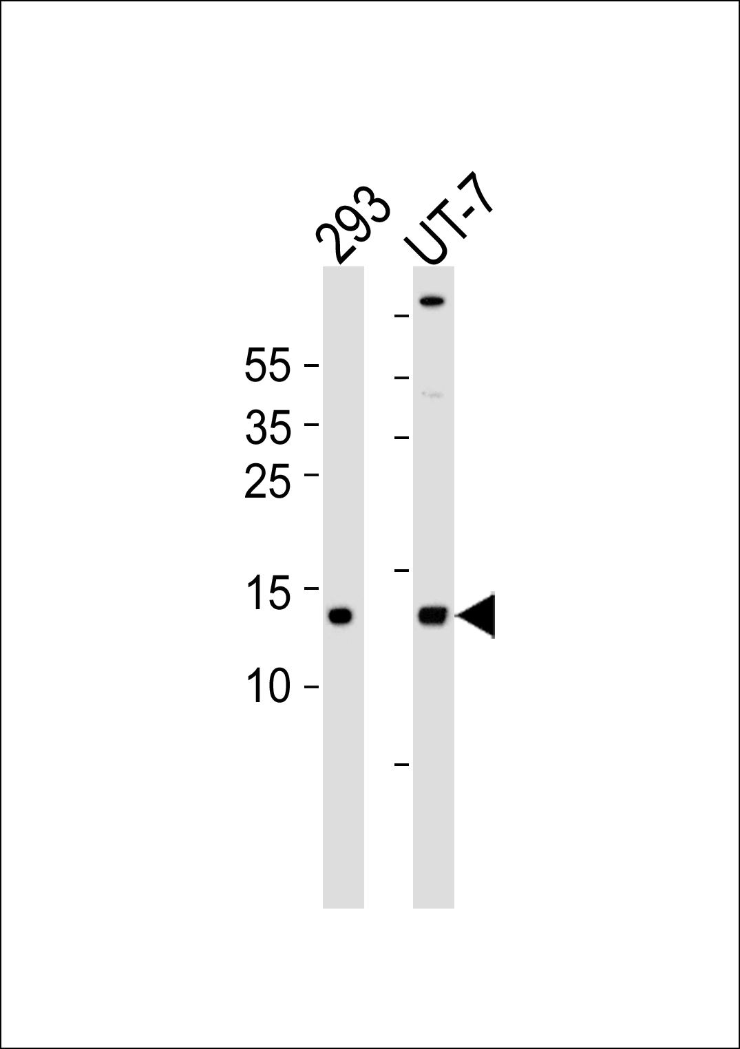 Western blot analysis of lysates from 293,UT-7 cell line (from left to right),using MtSSB Antibody(AP50738). AP50738 was diluted at 1:1000 at each lane. A goat anti-rabbit IgG H&L(HRP) at 1:5000 dilution was used as the secondary antibody.Lysates at 35ug per lane.