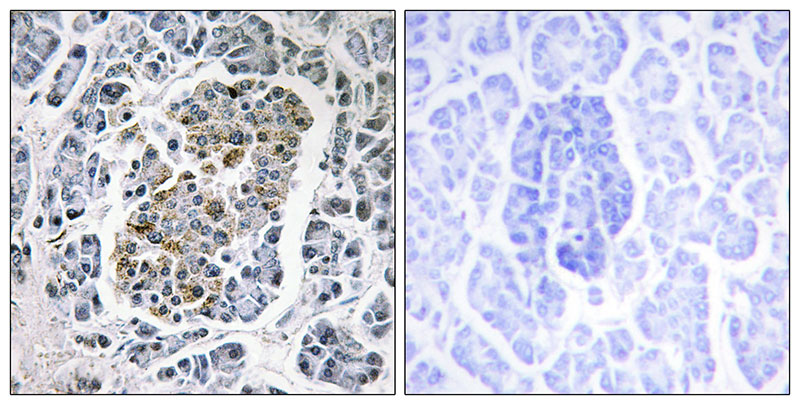 Immunohistochemistry analysis of paraffin-embedded human pancreas tissue using MtSSB antibody.