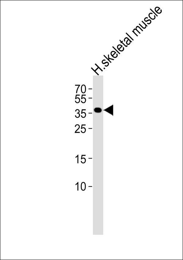 Western blot analysis of lysate from human skeletal muscle tissue lysate,using Anti-GAPDH(3E12) antibody(AP50812). AP50812 was diluted at 1:1000. A goat anti-mouse IgG H&L(HRP) at 1:5000 dilution was used as the secondary antibody.Lysate at 35ug.