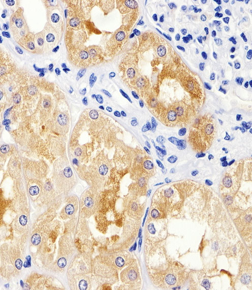Immunohistochemical analysis of paraffin-embedded H. kidney section using MAD2L2 Antibody (C-term)(Cat#AP20654c). AP20654c was diluted at 1:25 dilution. A peroxidase-conjugated goat anti-rabbit IgG at 1:400 dilution was used as the secondary antibody, followed by DAB staining.