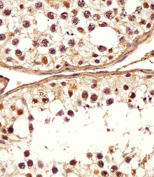 Immunohistochemical analysis of paraffin-embedded H. testis section using DEFB107A Antibody (C-term)(Cat#AP20656c). AP20656c was diluted at 1:25 dilution. A undiluted biotinylated goat polyvalent antibody was used as the secondary, followed by DAB staining.