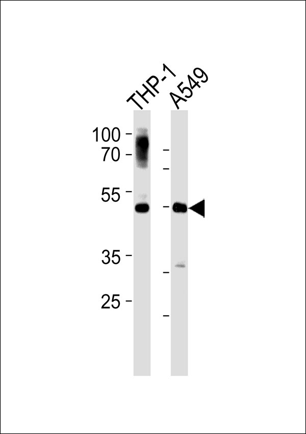 Western blot analysis of lysates from THP-1,A549 cell line (from left to right),using PLD4 Antibody, was diluted at 1:1000 at each lane. A goat anti-rabbit IgG H&L(HRP) at 1:5000 dilution was used as the secondary antibody.Lysates at 35ug per lane.