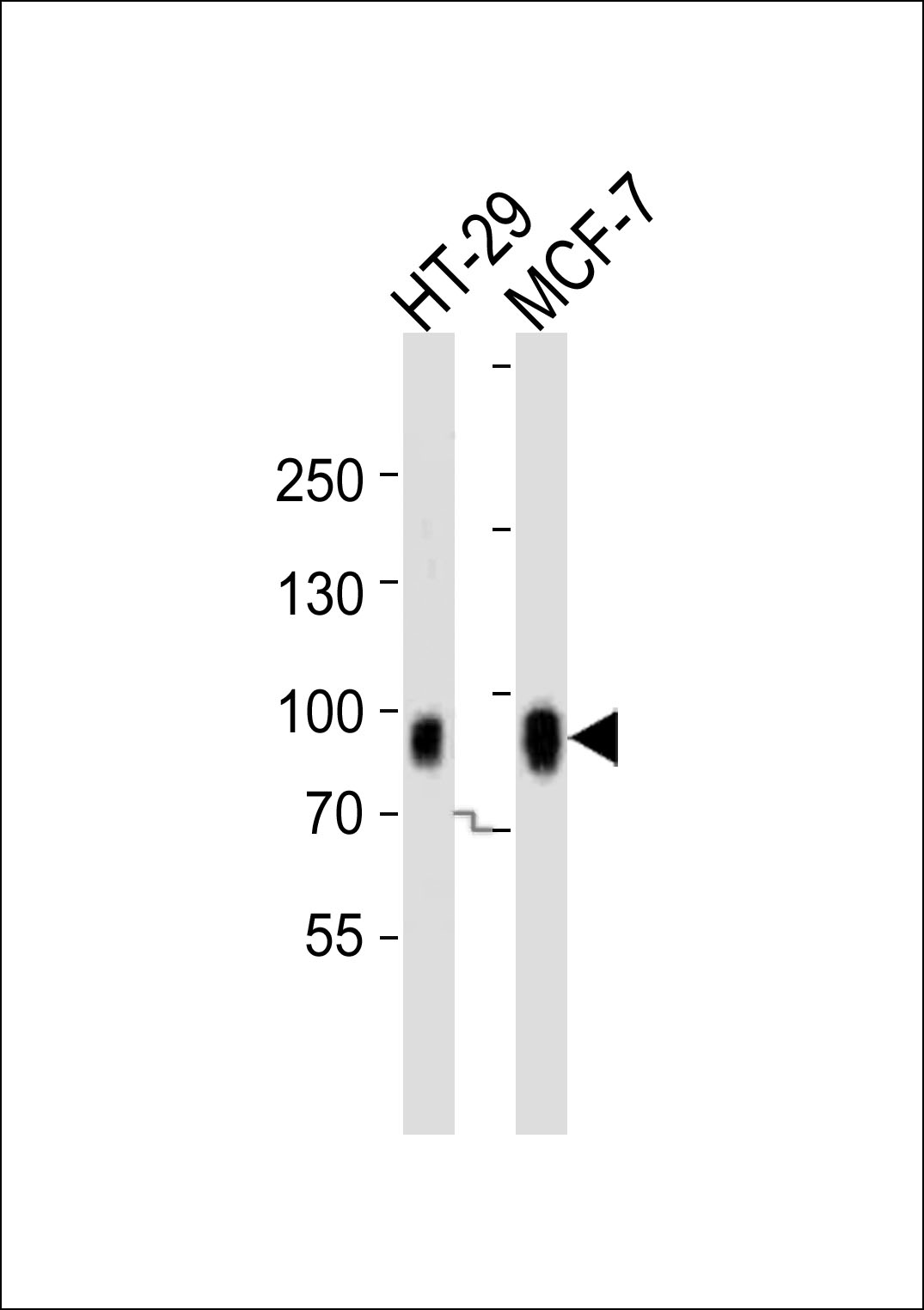 Western blot analysis of lysates from HT-29, MCF-7 cell line (from left to right), using CAGE1 Antibody (N-term)(Cat. #AP20879b). AP20879b was diluted at 1:1000 at each lane. A goat anti-rabbit IgG H&L(HRP) at 1:10000 dilution was used as the secondary antibody. Lysates at 20ug per lane.