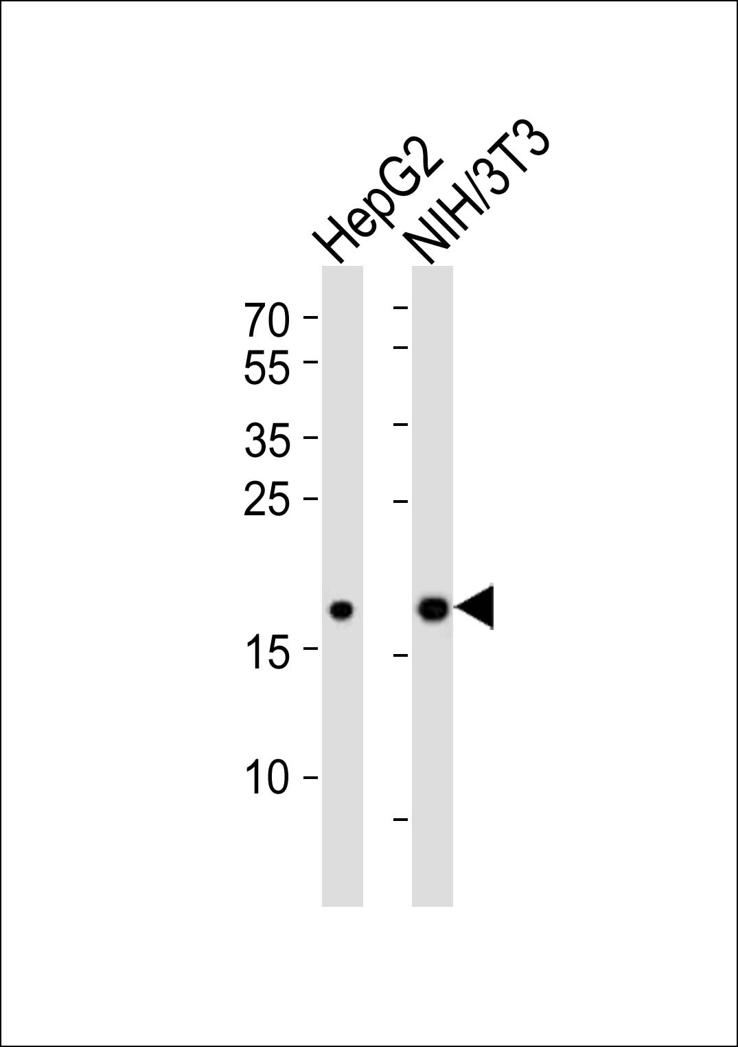 Western blot analysis of lysates from HepG2, mouse NIH/3T3 cell line (from left to right), using Mouse Hmga2 Antibody (N-term)(Cat. #AP21032a). AP21032a was diluted at 1:1000 at each lane. A goat anti-rabbit IgG H&L(HRP) at 1:10000 dilution was used as the secondary antibody. Lysates at 20ug per lane.