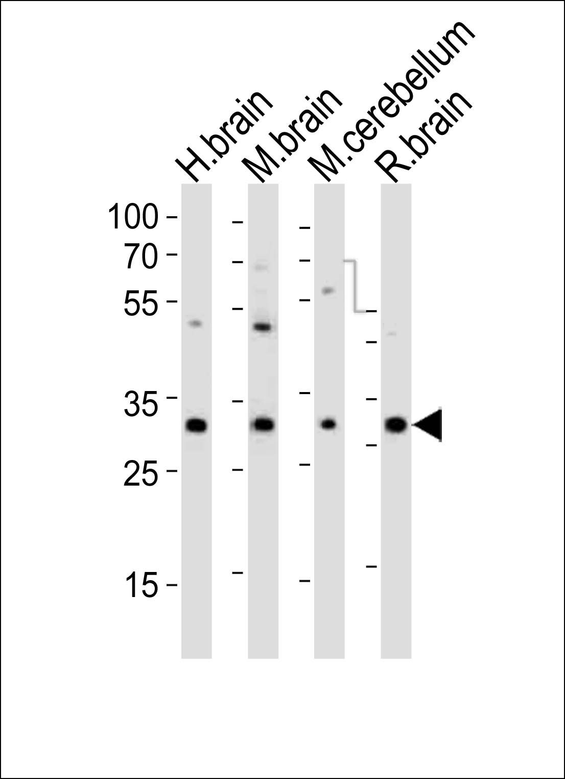 Western blot analysis of lysates from human brain, mouse brain, mouse cerebellum, rat brain tissue (from left to right), using PCGF1 Antibody (Center)(Cat. #AP20960a). AP20960a was diluted at 1:1000 at each lane. A goat anti-rabbit IgG H&L(HRP) at 1:10000 dilution was used as the secondary antibody. Lysates at 20ug per lane.