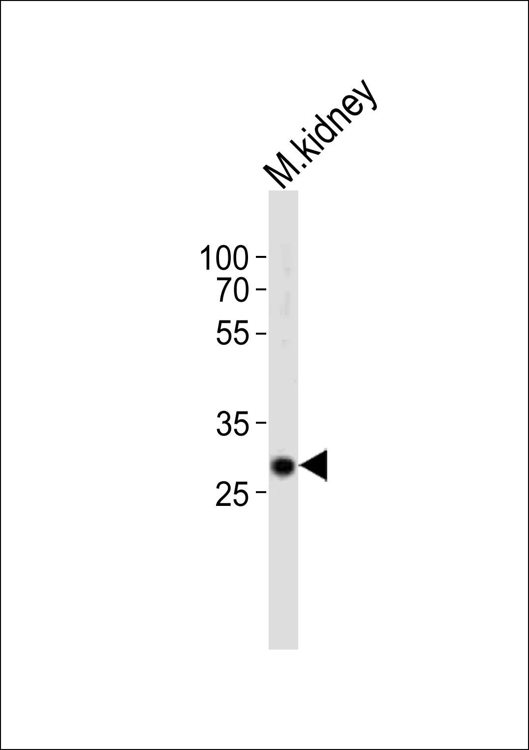 Western blot analysis of lysate from mouse kidney tissue, using Hes1 Antibody (Center)(Cat. #AP20925a). AP20925a was diluted at 1:1000. A goat anti-rabbit IgG H&L(HRP) at 1:10000 dilution was used as the secondary antibody. Lysate at 20ug.