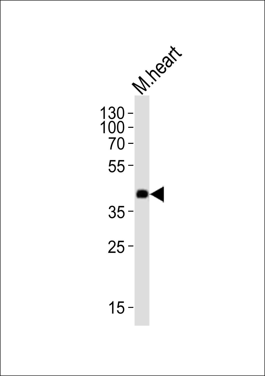 Western blot analysis of lysate from mouse heart tissue lysate, using Dnmt3l Antibody (Center)(Cat. #AP21127a). AP21127a was diluted at 1:1000. A goat anti-rabbit IgG H&L(HRP) at 1:10000 dilution was used as the secondary antibody. Lysate at 20ug.