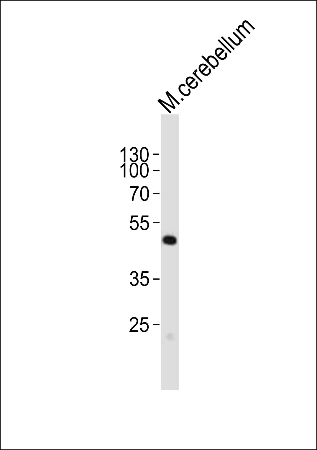 Western blot analysis of lysate from mouse cerebellum tissue lysate, using Pax6 Antibody (C-term)(Cat. #AP21096a). AP21096a was diluted at 1:1000. A goat anti-rabbit IgG H&L(HRP) at 1:10000 dilution was used as the secondary antibody. Lysate at 20ug.