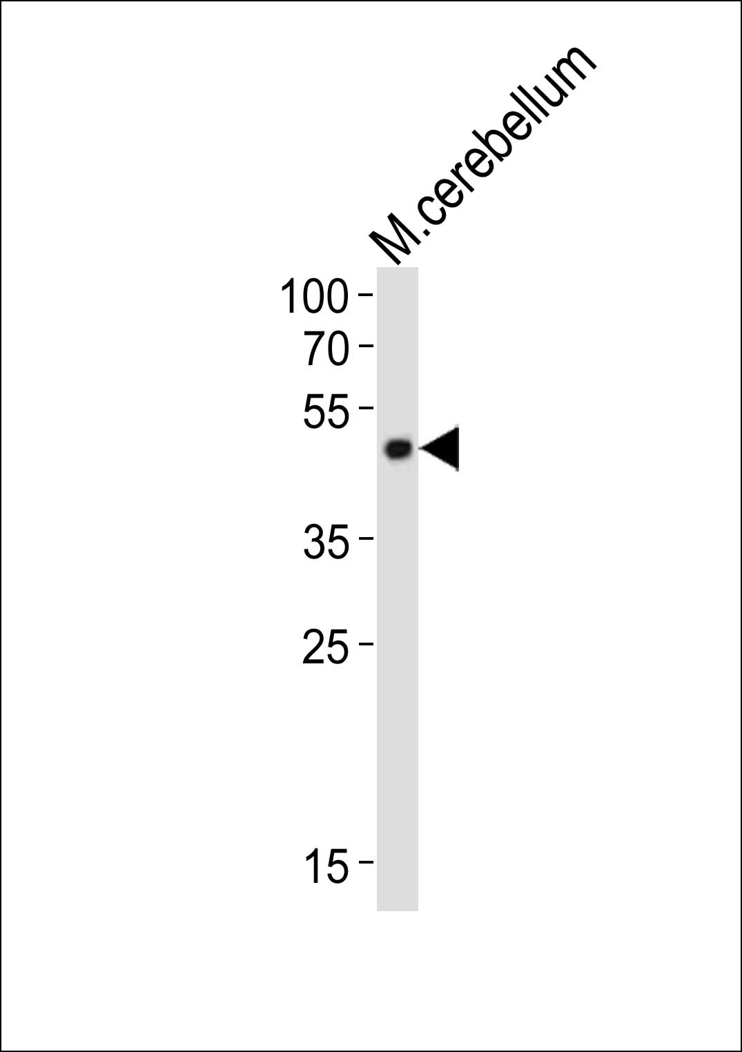 Western blot analysis of lysate from mouse cerebellum tissue lysate, using Pax6 Antibody (C-term)(Cat. #AP21089a). AP21089a was diluted at 1:1000. A goat anti-rabbit IgG H&L(HRP) at 1:10000 dilution was used as the secondary antibody. Lysate at 20ug.