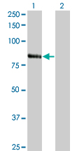 Western Blot analysis of RNF103 expression in transfected 293T cell line by RNF103 monoclonal antibody (M01), clone 3E7.Lane 1: RNF103 transfected lysate(79.405 KDa).Lane 2: Non-transfected lysate.
