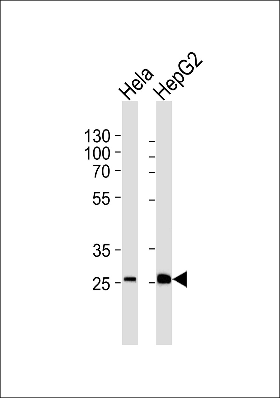 Western blot analysis of lysates from Hela,HepG2 cell line (from left to right),using SFRS2B Antibody(AP50626). AP50626 was diluted at 1:1000 at each lane. A goat anti-rabbit IgG H&L(HRP) at 1:5000 dilution was used as the secondary antibody.Lysates at 35ug per lane.