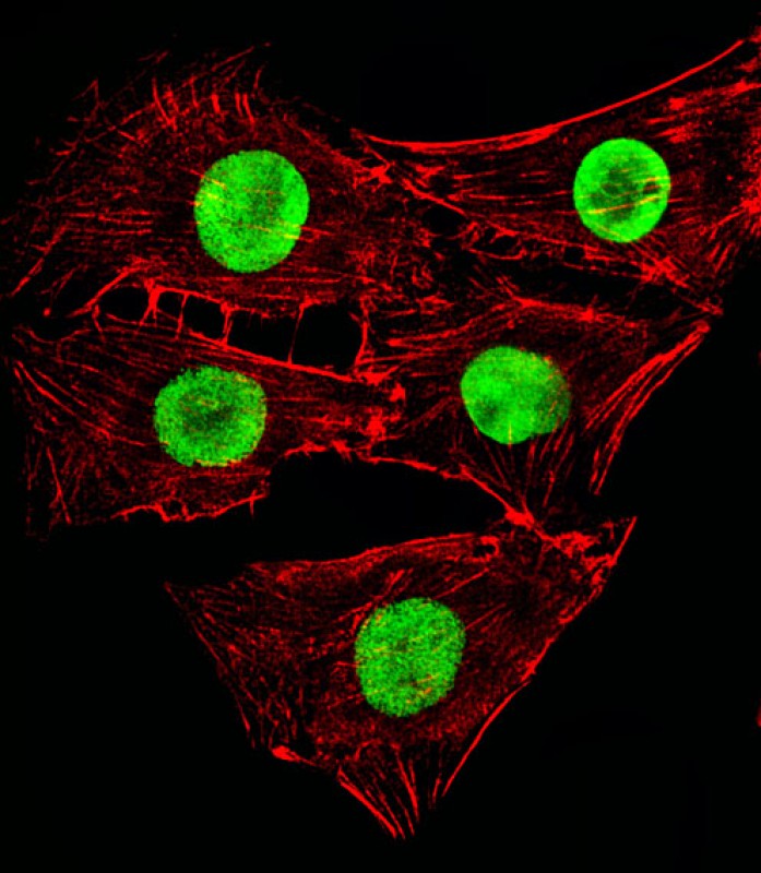 Fluorescent image of C2C12cells stained with Mouse Hmga2 Antibody (C-term)(Cat#AP20905c). AP20905c was diluted at 1:25 dilution. An Alexa Fluor 488-conjugated goat anti-rabbit lgG at 1:400 dilution was used as the secondary antibody (green). Cytoplasmic actin was counterstained with Alexa Fluor® 555 conjugated with Phalloidin (red).