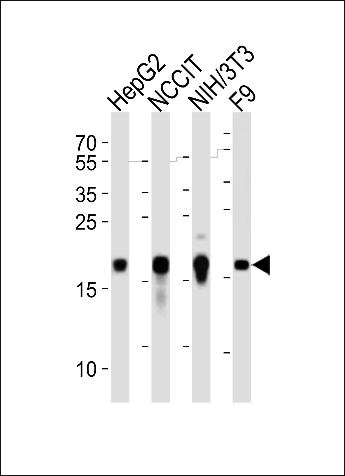 Western blot analysis of lysates from HepG2, NCCIT, mouse NIH/3T3, mouse F9 cell line (from left to right), using Hmga2 Antibody (C-term)(Cat. #AP20905c). AP20905c was diluted at 1:1000 at each lane. A goat anti-rabbit IgG H&L(HRP) at 1:10000 dilution was used as the secondary antibody. Lysates at 20ug per lane.