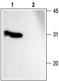 Western blot analysis of rat brain membranes: 1. Anti-SNAP-25 antibody (#AG1196), (1:1000). 2. Anti-SNAP-25 antibody, preincubated with the control fusion protein antigen.