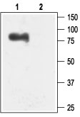 Western blot analysis of rat brain membranes: 1. Anti-KCa2.3 (SK3) (N-term) antibody (#AG1139), (1:200). 2. Anti-KCa2.3 (SK3) (N-term) antibody, preincubated with the control peptide antigen.