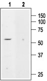 Western blot analysis of rat kidney membranes: 1. Anti-K2P5.1 (TASK-2) antibody (#AG1132), (1:200). 2. Anti-K2P5.1 (TASK-2) antibody, preincubated with the control peptide antigen.