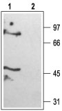 Western blot analysis of rat brain membranes: 1. Anti-K2P6.1 (TWIK-2) antibody (#AG1129), (1:200). 2. Anti-K2P6.1 (TWIK-2) antibody, preincubated with the control peptide antigen.