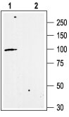 Western blot analysis of rat brain membranes: 1. Anti- KCa2.3 (SK3) (C-term) antibody (#AG1106), (1:200). 2. Anti-KCa2.3 (SK3) (C-term) antibody, preincubated with the control peptide antigen.