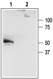 Western blot analysis of HEK-293-K2P4.1 transfected cells: 1. Anti-K2P4.1 (TRAAK) antibody (#AG1103), (1:200). 2. Anti-K2P4.1 (TRAAK) antibody, preincubated with the control peptide antigen.
