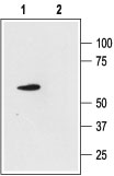 Western blot analysis of rat cerebellum lysate: