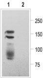 Western blot analysis of Kv11.1 transfected HEK-293 cells: 1. Anti-Kv11.1 (HERG) (extracellular) antibody (#AG1102), (1:200). 2. Anti-Kv11.1 (HERG) (extracellular) antibody, preincubated with the control peptide antigen.