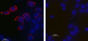 Expression of Kv11.1 in HEK-293 transfected cells Immunocytochemical staining of live intact HEK-293 transfected cells.Cells were stained with Anti-Kv11.1 (HERG) (extracellular) antibody (#AG1102), (1:25) (left panel) or with Kv11.1 (HERG) (extracellular) antibody preincubated with the control peptide antigen (right panel), followed by goat anti-rabbit-AlexaFluor-555 secondary antibody (red). Nuclei of the living cells were stained with the cell permeable dye Hoechst 33342 (blue). Note that not all cells are stained, indicating that not all the Kv11.1 channels are expressed at the cell membrane at the moment of staining.