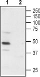 Western blot analysis of rat DRG: 1. Anti-P2X3 Receptor (extracellular) antibody (#AG1060), (1:200). 2. Anti-P2X3 Receptor (extracellular) antibody, preincubated with the control peptide antigen.