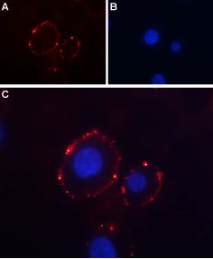 Expression of P2X3 Receptor in rat PC12 cells Immunocytochemical staining of intact living rat pheochromocytoma (PC12) cells. A. Extracellular staining with Anti-P2X3 Receptor (extracellular) antibody (#AG1060), (1:50, red) followed by goat anti-rabbit-AlexaFluor-594 secondary antibody. B. DAPI was used as the counter stain (blue). C. Merge images of A and B.