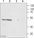 Western blot analysis of Panc-1 (lanes 1 and 3) and Jurkat (lanes 2 and 4) cell lysates: 1, 2. Anti-Zinc-Activated Channel (ZAC) (extracellular) antibody (#AG1001), (1:200). 3, 4. Anti-Zinc-Activated Channel (ZAC) (extracellular) antibody, preincubated with the control peptide antigen.