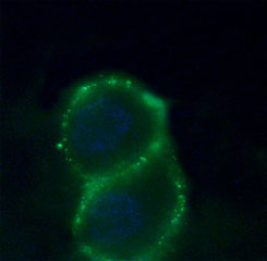 Expression of Zinc-Activated Channel (ZAC) in human (PANC-1) cells Immunocytochemical staining of human intact living epitheioid carcinoma (PANC-1) cells. Extracellular staining (green) of cells with Anti-Zinc-Activated Channel (ZAC) (extracellular) antibody (#AG1001), (1:25) followed by goat anti-rabbit-AlexaFluor-488 secondary antibody. DAPI is used as the counterstain (blue).