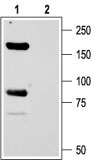 Western blot analysis of rat brain membranes: 1. Anti-ASIC1 antibody (#AG1389), (1:200).    2. Anti-ASIC1 antibody, preincubated with the control peptide antigen.