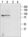 Western blot analysis of PC3 (lanes 1,3) and LNCaP cell lysates: 1. Anti-TRPC4 antibody (#AG1356), (1:200). 2. Anti-TRPC4 antibody, preincubated with the control peptide antigen.