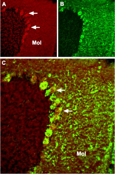 Expression of TRPC4 in mouse cerebellum Immunohistochemical staining of mouse cerebellum frozen sections with Anti-TRPC4 antibody (#AG1356). A. TRPC4 (red) appears in Purkinje cells (arrows) and in the molecular (Mol) layer. B. Staining with mouse anti-parvalbumin (PV) in the same brain section. C. Confocal merge of TRPC4 and PV demonstrates partial co-localization in the Purkinje and the molecular layers.