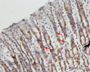 Expression of STIM1 in rat stomach Immunohistochemical staining of paraffin embedded rat stomach sections using Anti-STIM1 (extracellular) antibody (#AG1335), (1:100). STIM1 is expressed in the parietal cells of the gastric mucosa (arrows). Hematoxilin is used as the counterstain.