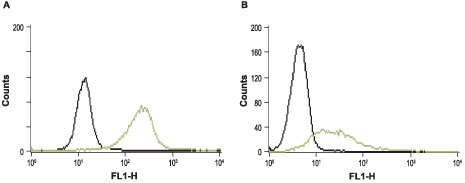 Indirect flow cytometry analysis of intact RBL (A) and Jurkat (B) cells. ___ Cells + FITC-conjugated goat anti-rabbit antibody.___ Cells + Anti-STIM1 (extracellular) antibody (#AG1335), (5-10 µg antibody/0.5-1x106 cells) + FITC-conjugated goat anti-rabbit antibody.