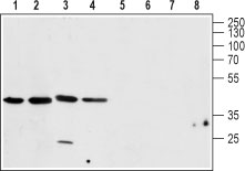 Western blot analysis of rat brain (lanes 1 and 4), mouse brain (lanes 2 and 5), U-87 MG (lanes 3 and 6) and C6 (lanes 4 and 8) lysates: 